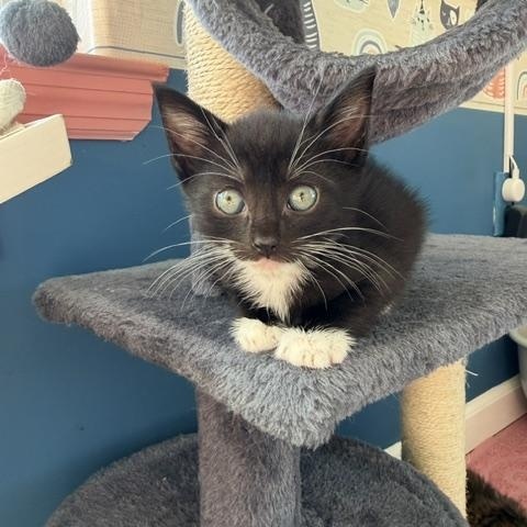 Enlarge Gerry (mander), a ADOPTABLE Domestic Short Hair in Arverne, NY image 3/3
