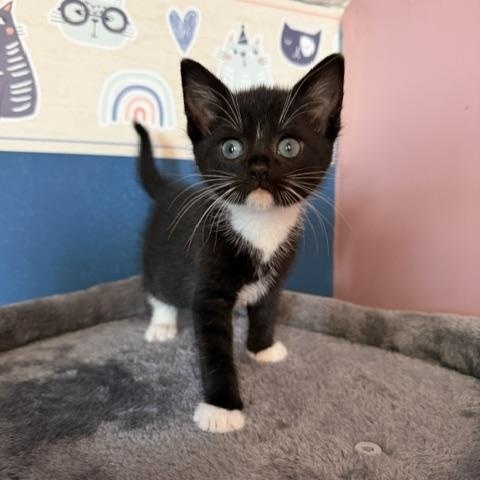 Enlarge Gerry (mander), a ADOPTABLE Domestic Short Hair in Arverne, NY image 1/3