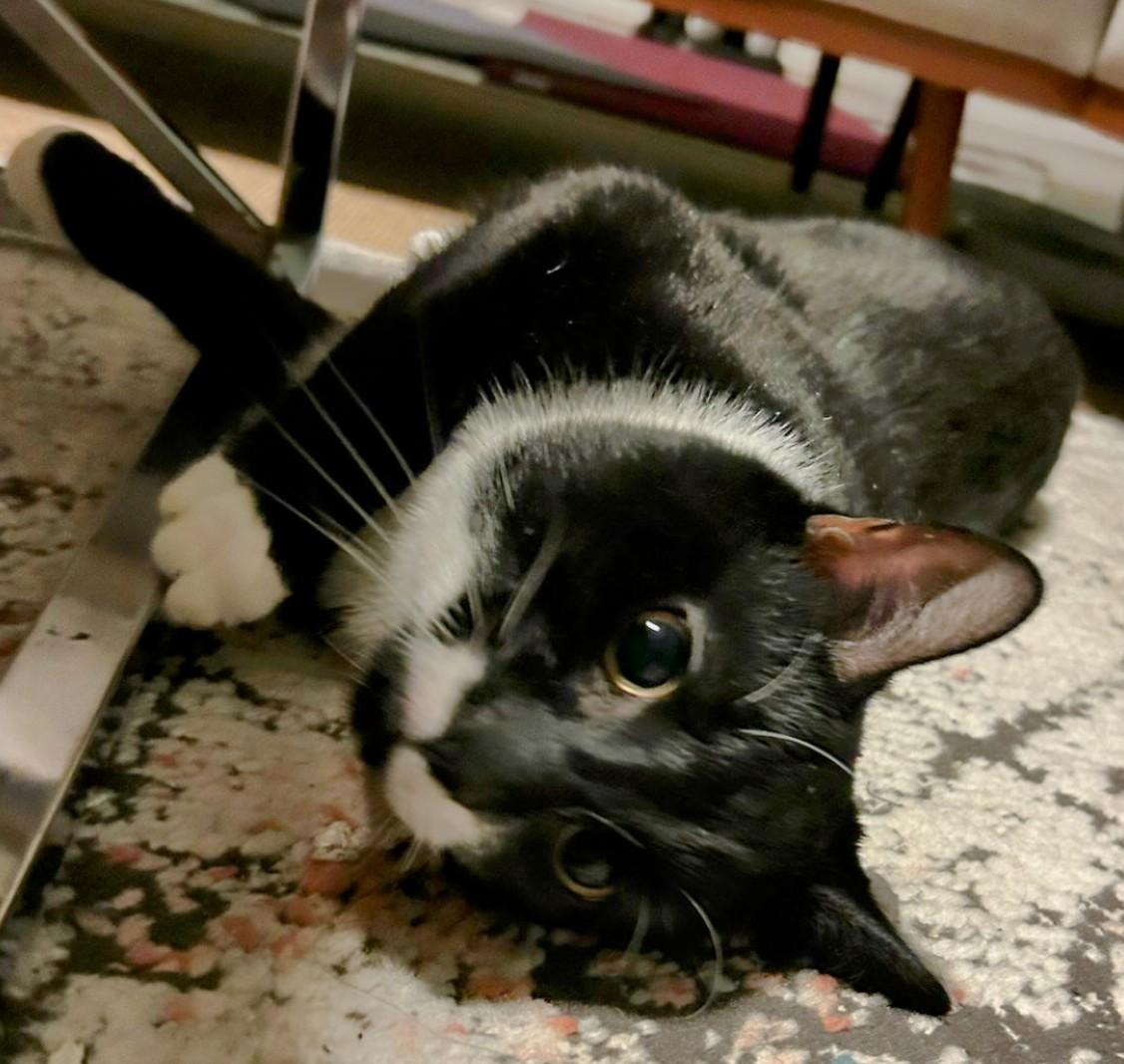 Mr. Oreo photo 3