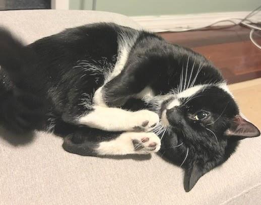 Mr. Oreo photo 2