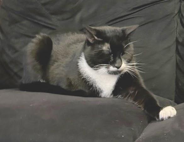 Mr. Oreo photo 4