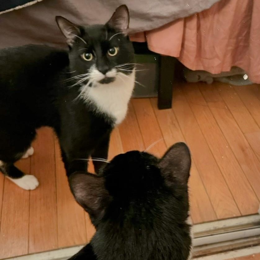 Mr. Oreo, Young Male Domestic Short Hair