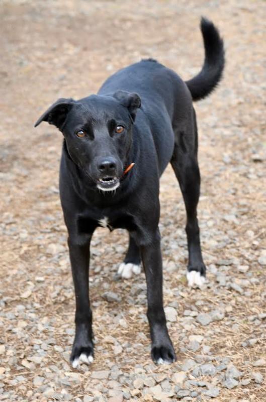 Nova2, Adoptable, Adult Female Black Labrador Retriever & Mixed Breed.