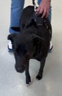 Enlarge Nova2, a Adoptable mixed breed in Maryville, TN image 2/6