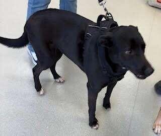 Enlarge Nova2, a Adoptable mixed breed in Maryville, TN image 3/6