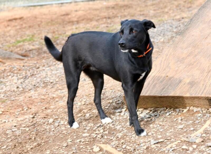 Enlarge Nova2, a Adoptable mixed breed in Maryville, TN image 4/6