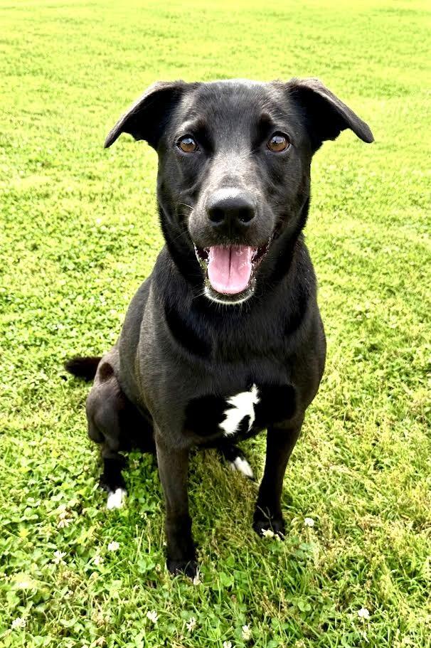 Enlarge Nova2, a Adoptable mixed breed in Maryville, TN image 3/6