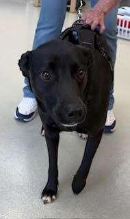 Enlarge Nova2, a Adoptable mixed breed in Maryville, TN image 5/6