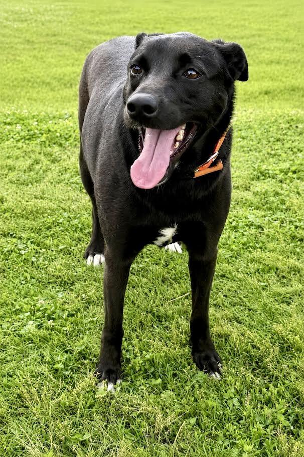 Enlarge Nova2, a Adoptable mixed breed in Maryville, TN image 5/6