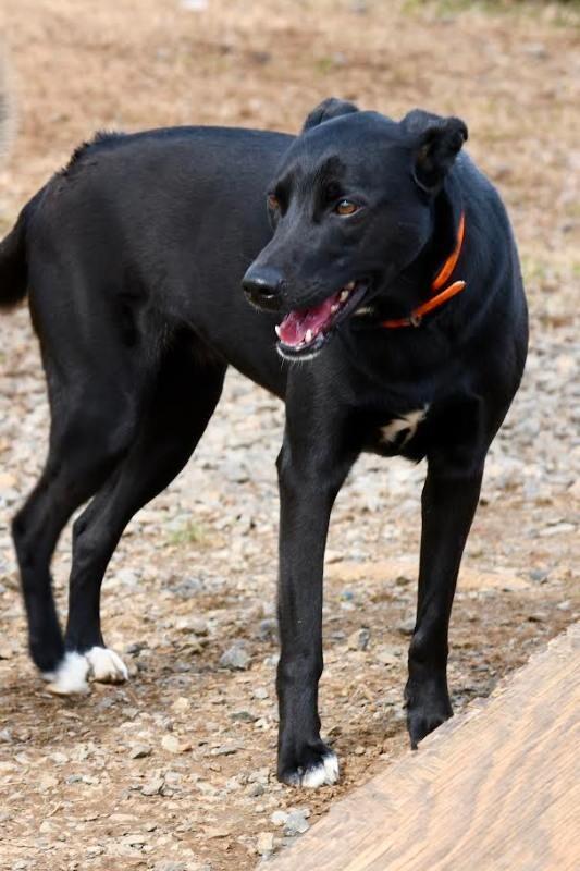 Enlarge Nova2, a Adoptable mixed breed in Maryville, TN image 6/6