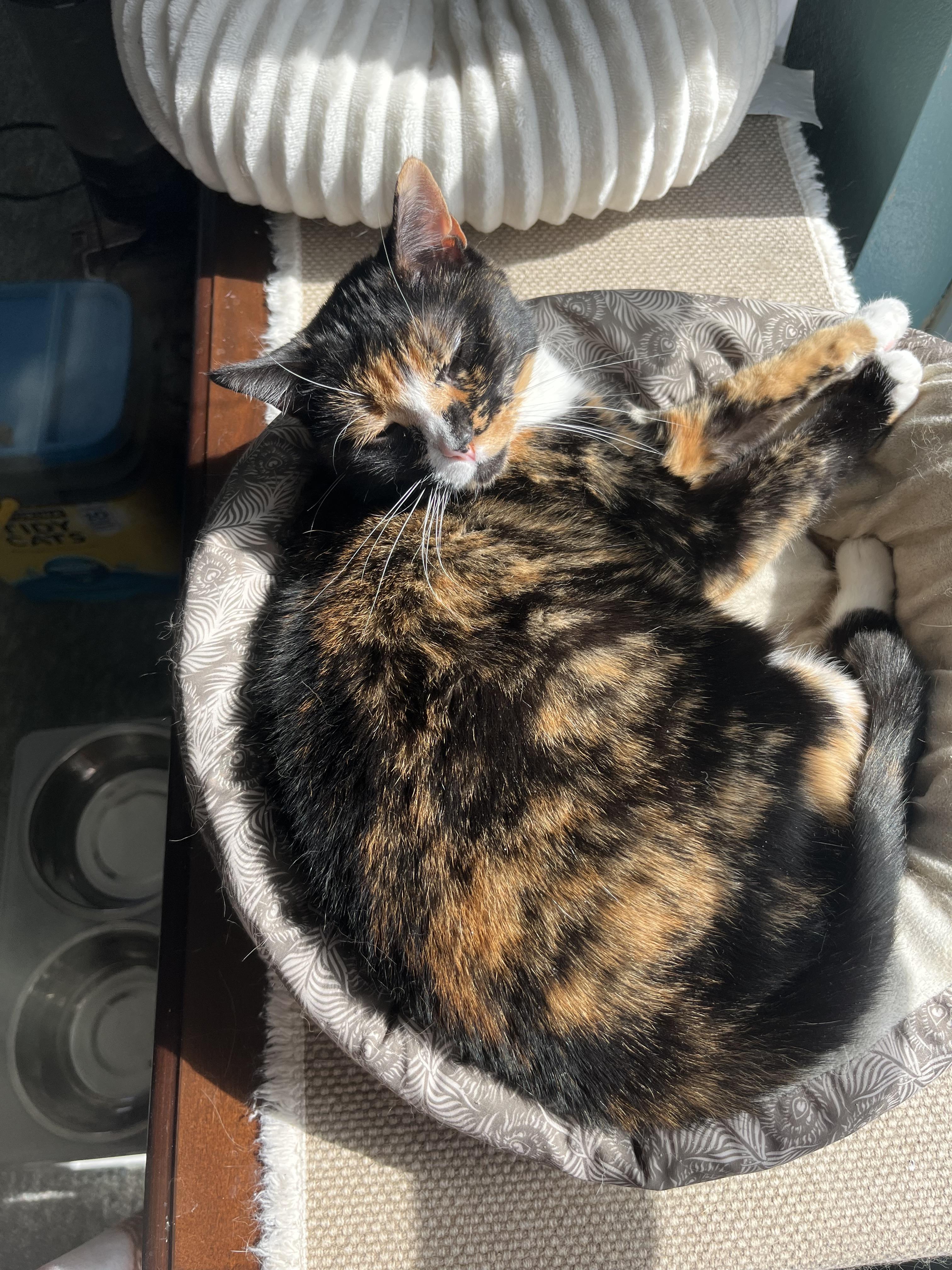 Callie Fiorella, a Adoptable Domestic Short Hair in Fairview Heights, IL image 1/5