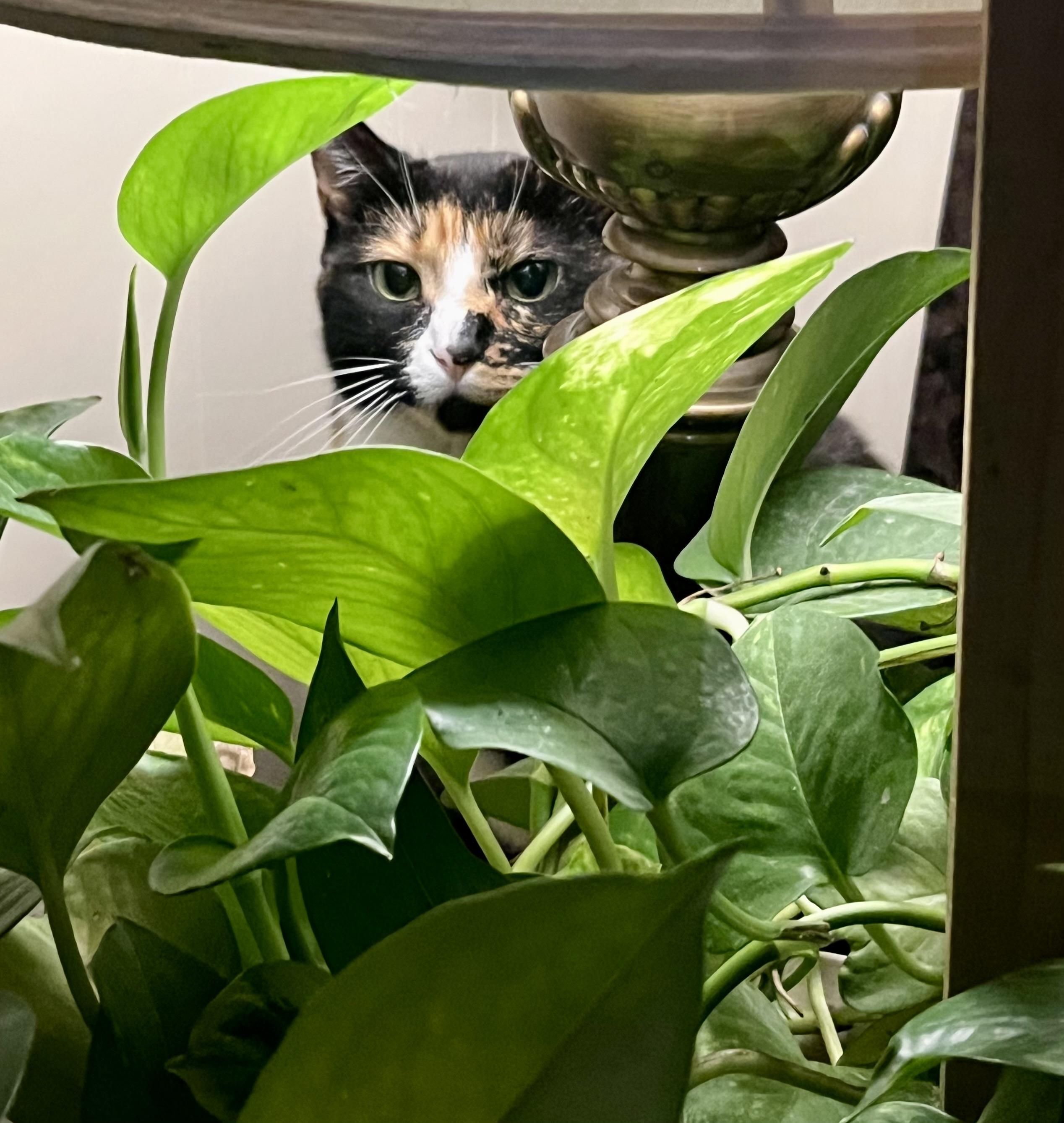 Callie Fiorella, a Adoptable Domestic Short Hair in Fairview Heights, IL image 4/5