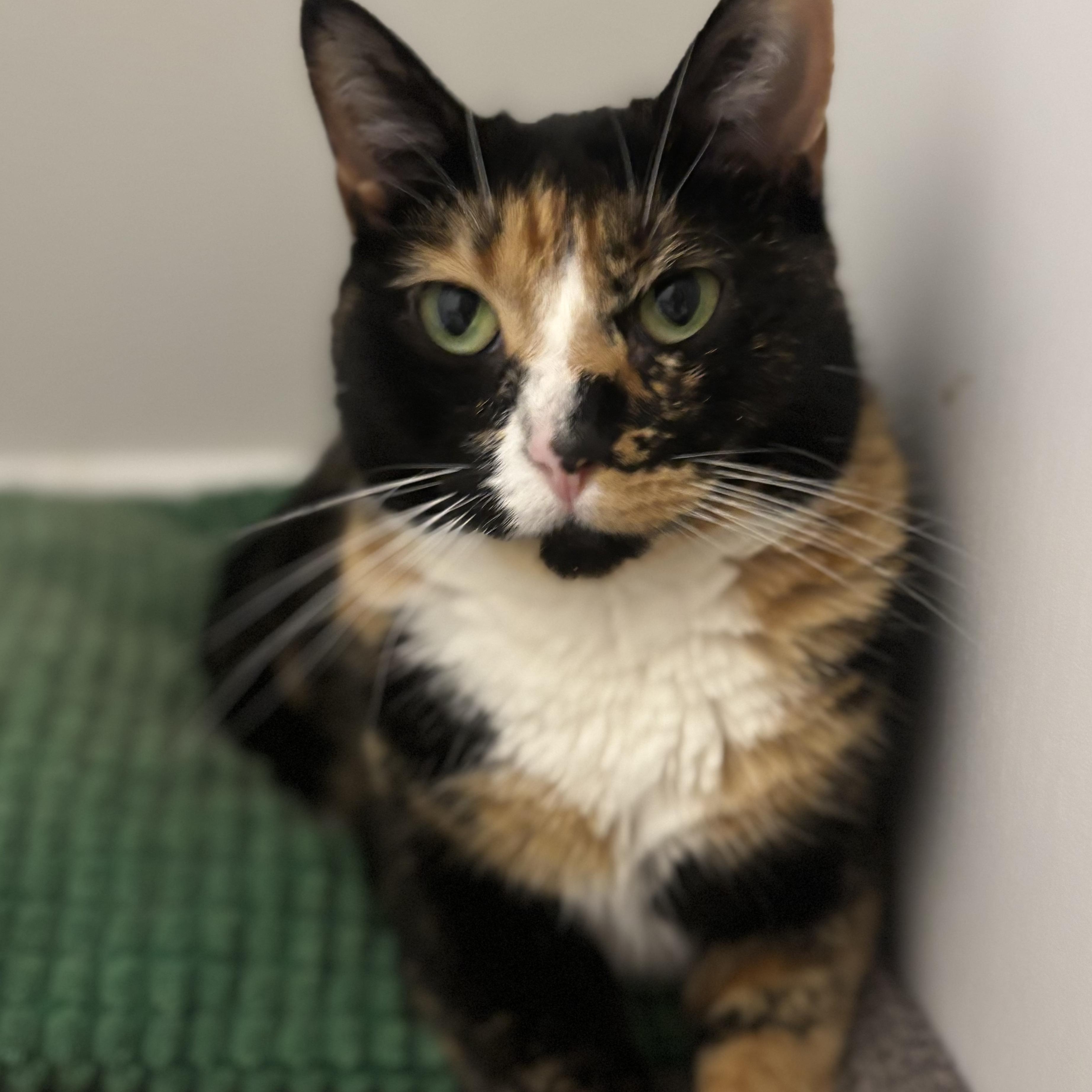 Enlarge Callie Fiorella, a Adoptable Domestic Short Hair in Fairview Heights, IL image 2/6
