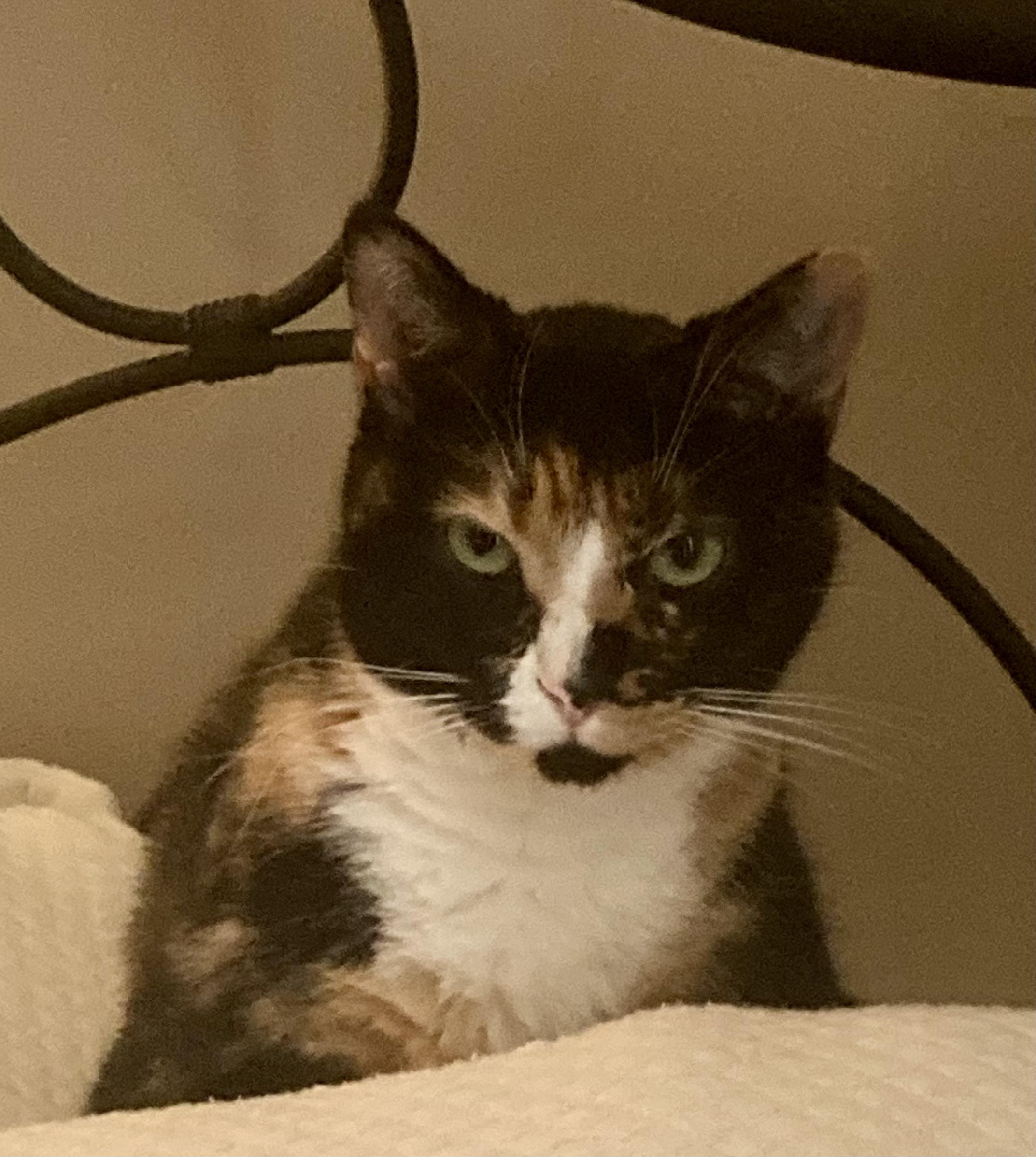 Callie Fiorella, a Adoptable Domestic Short Hair in Fairview Heights, IL image 2/5