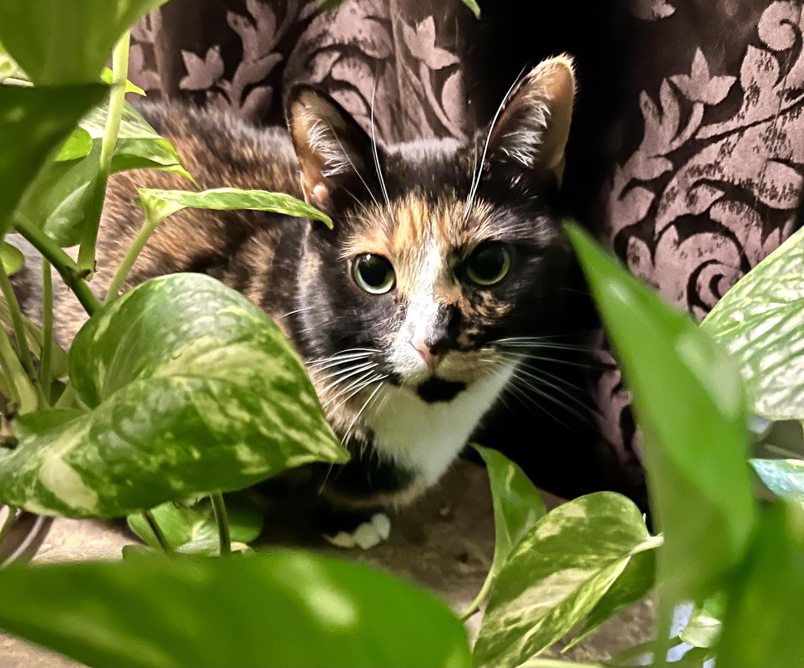 Callie Fiorella, a Adoptable Domestic Short Hair in Fairview Heights, IL image 5/5