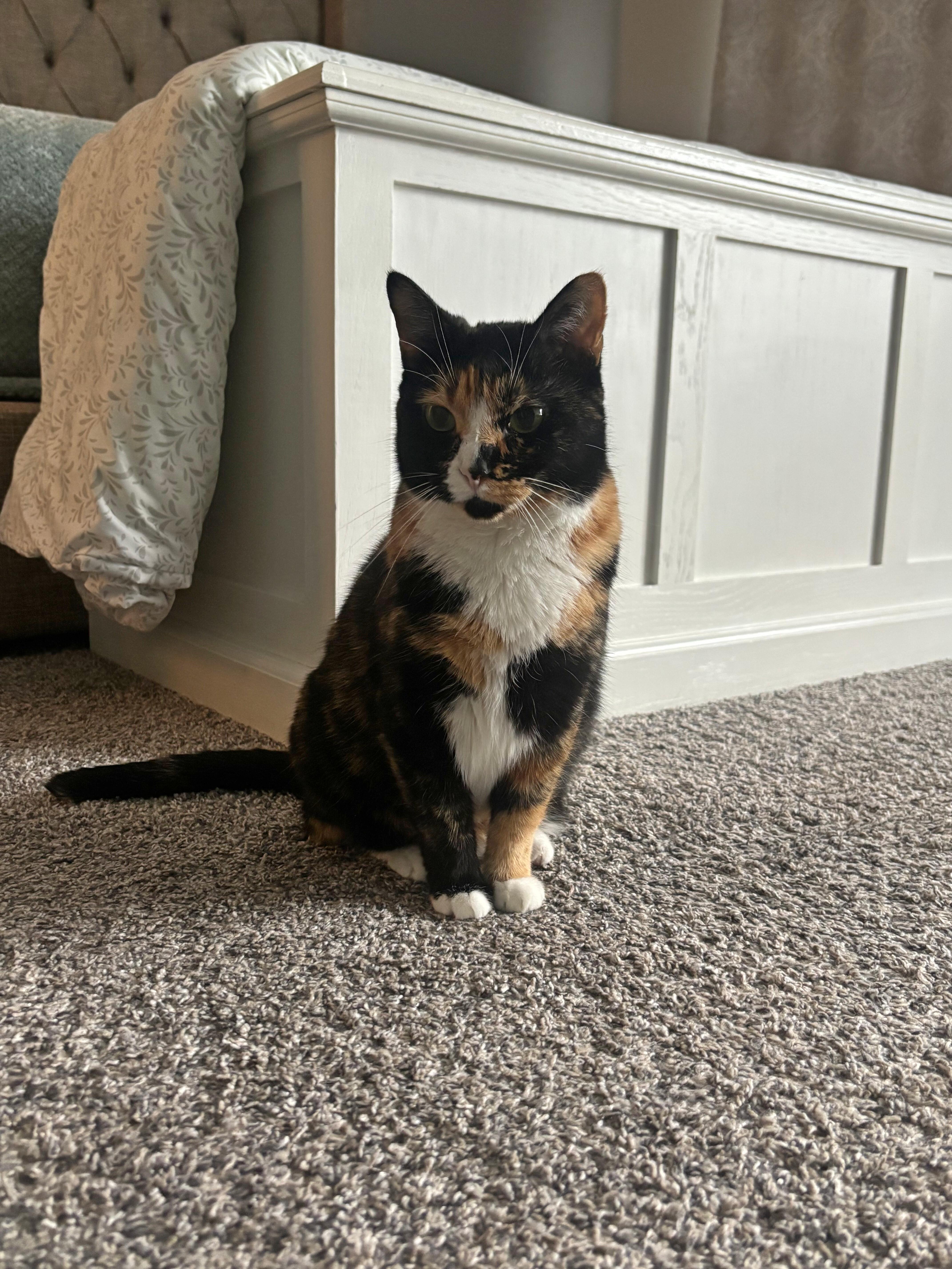 Enlarge Callie Fiorella, a Adoptable Domestic Short Hair in Fairview Heights, IL image 4/6