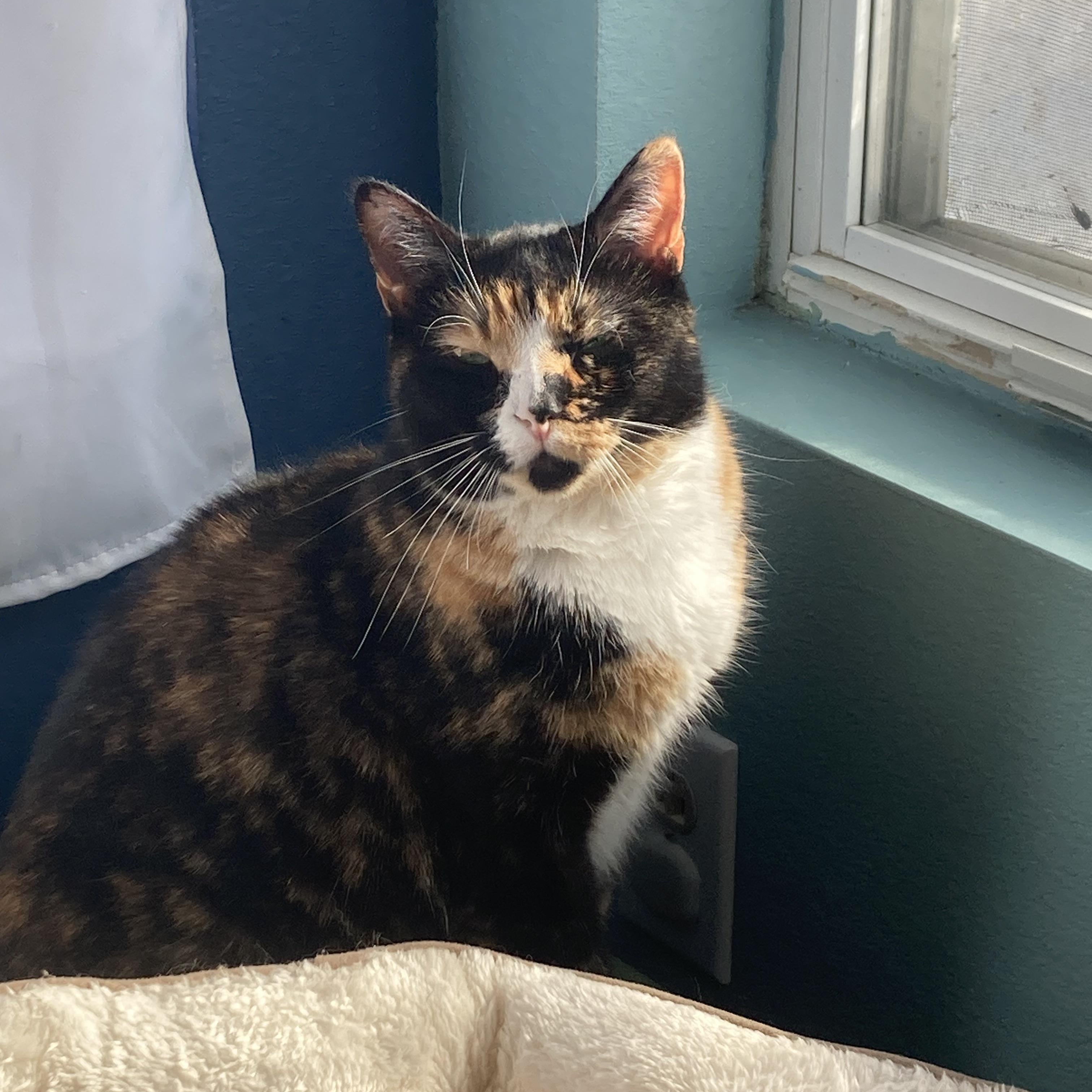 Callie Fiorella, a Adoptable Domestic Short Hair in Fairview Heights, IL image 3/5