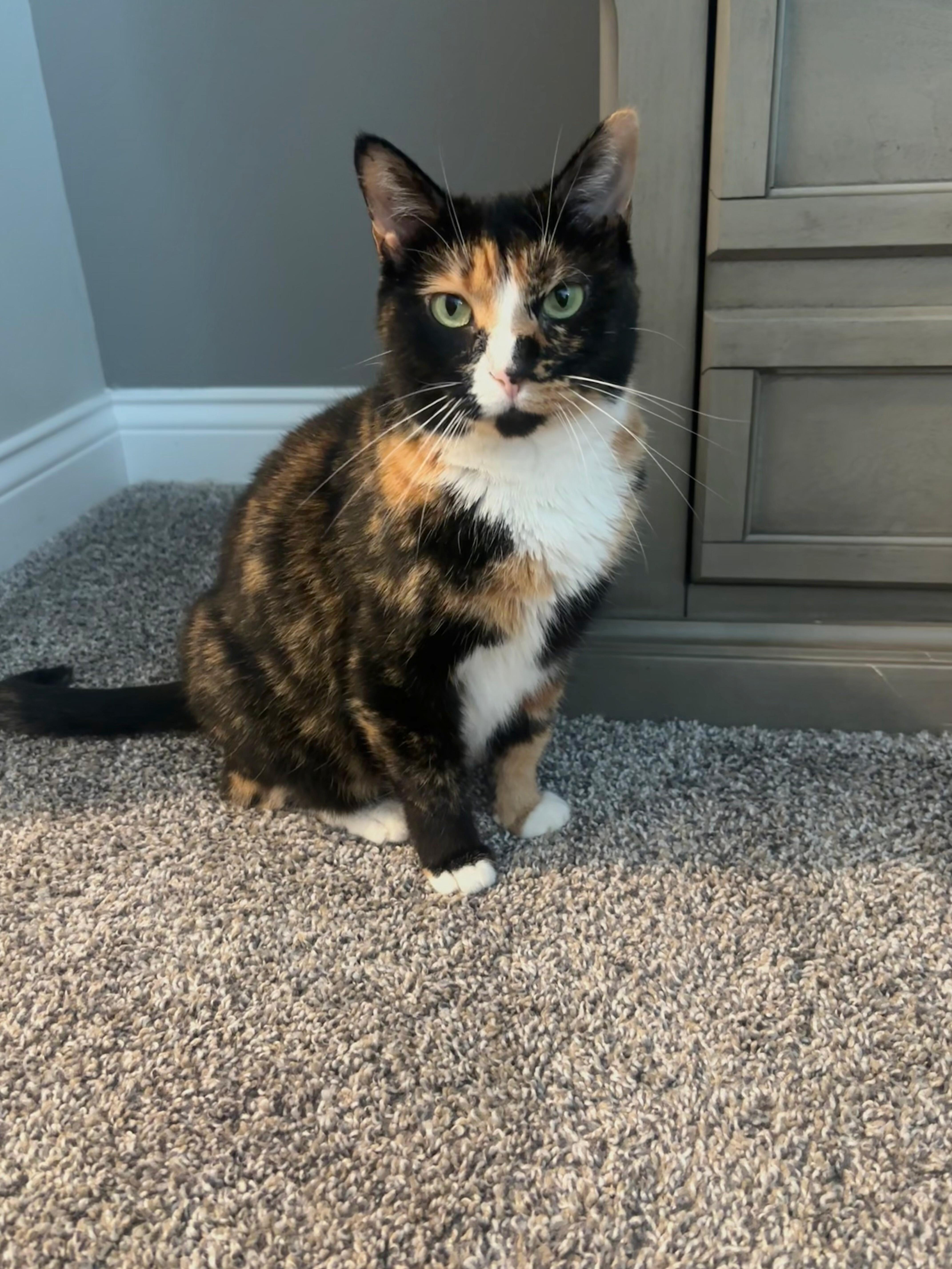 Enlarge Callie Fiorella, a Adoptable Domestic Short Hair in Fairview Heights, IL image 1/6