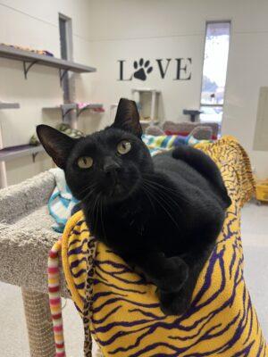 Enlarge Tokyo, a Adoptable Domestic Short Hair in Baton Rouge, LA image 1/1