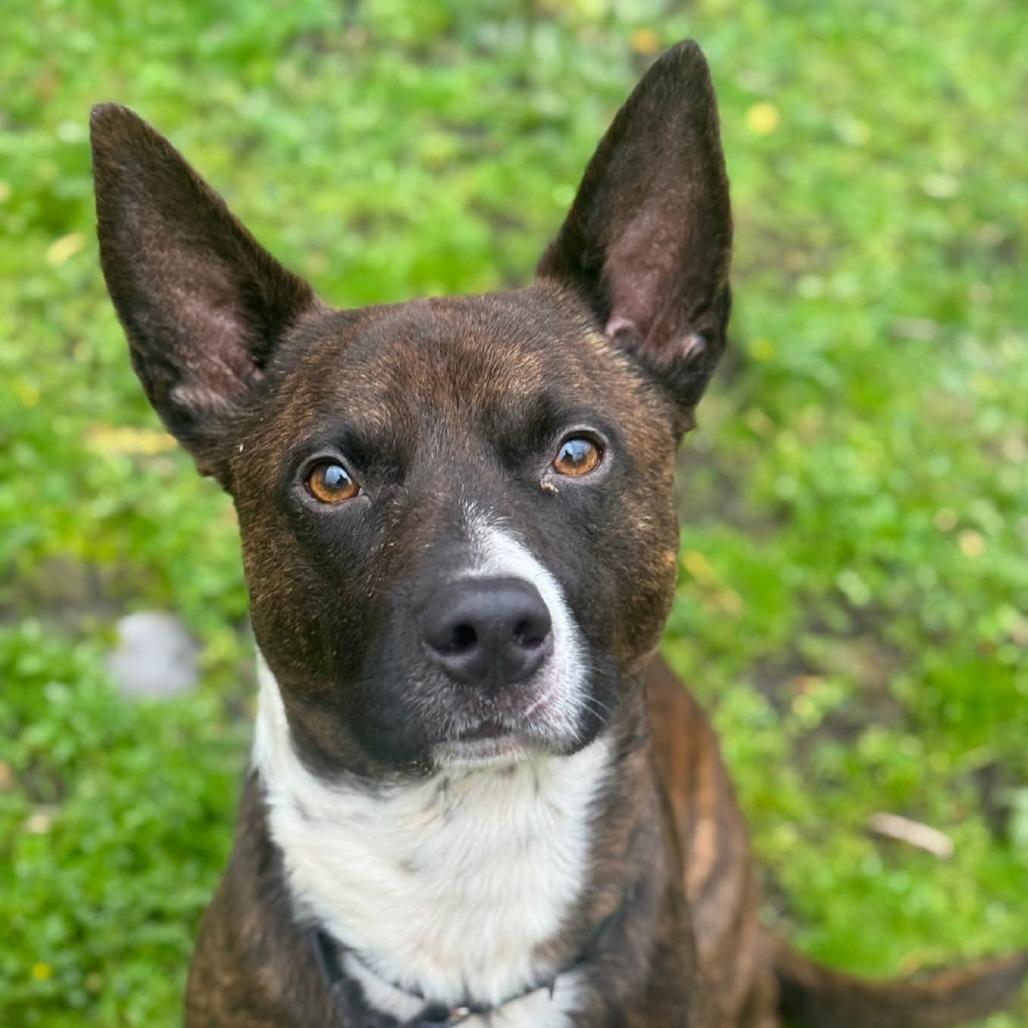 Rosco, a Adoptable Pit Bull Terrier in Tacoma, WA image 2/3