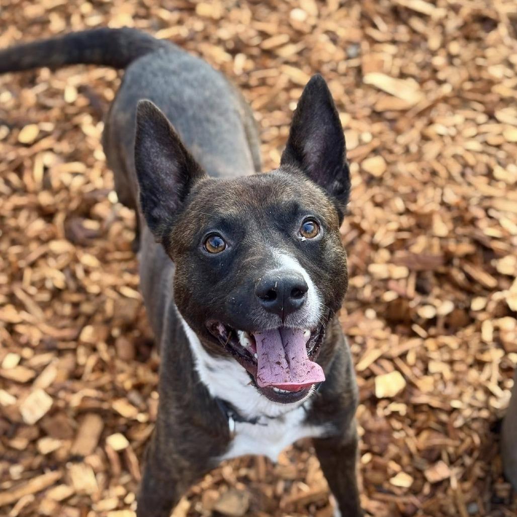 Rosco, a Adoptable Pit Bull Terrier in Tacoma, WA image 3/3