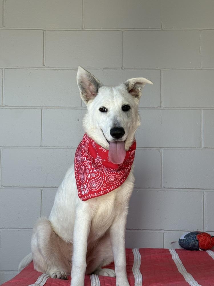 Enlarge Khalessi, a Adoptable mixed breed in San Leon, TX image 2/4