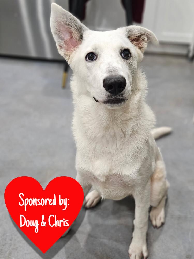 Enlarge Khalessi, a Adoptable mixed breed in San Leon, TX image 3/4