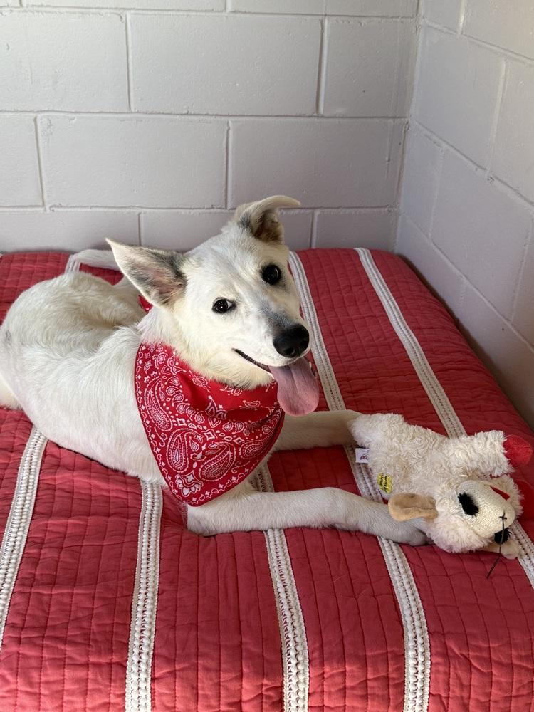 Enlarge Khalessi, a Adoptable mixed breed in San Leon, TX image 4/4