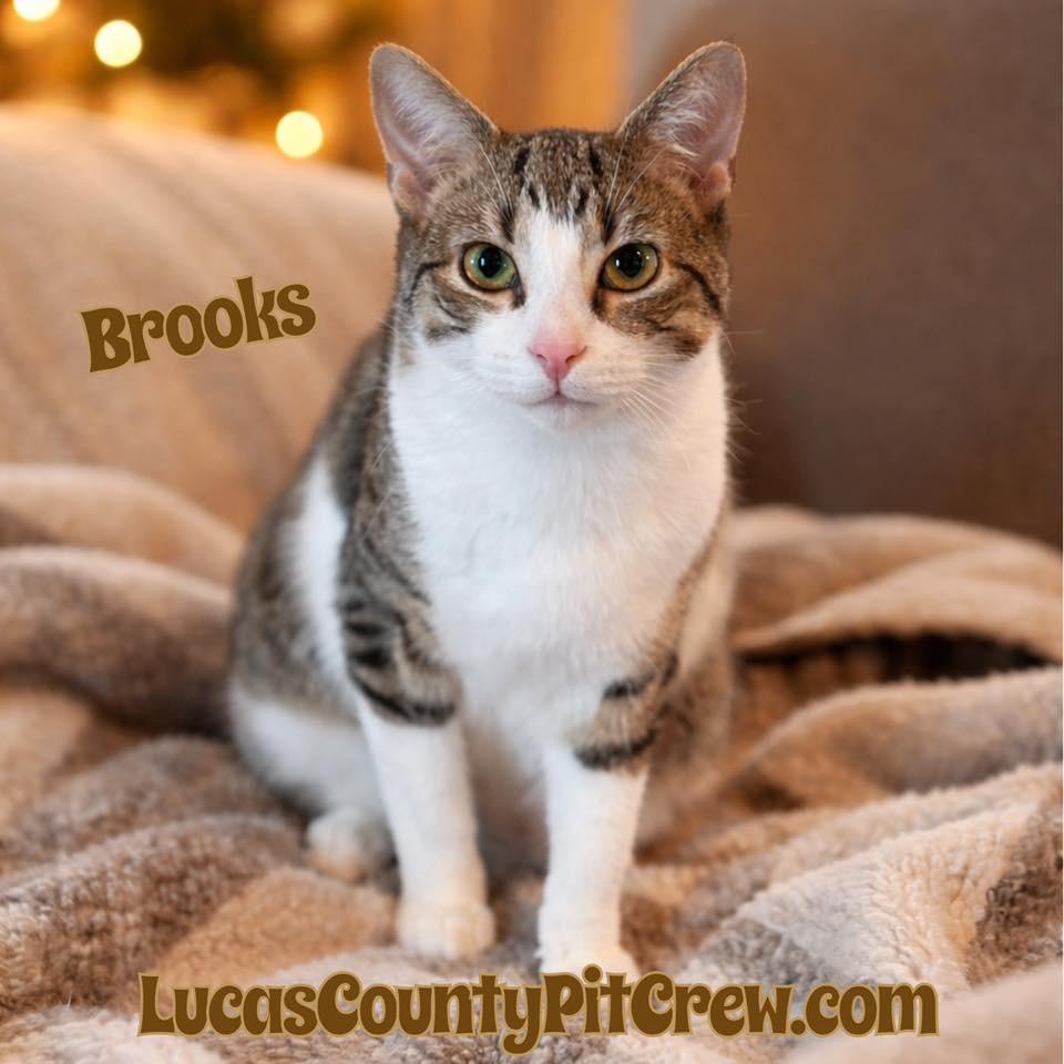 Brooks, Adoptable, Kitten Male Tabby & Domestic Short Hair.