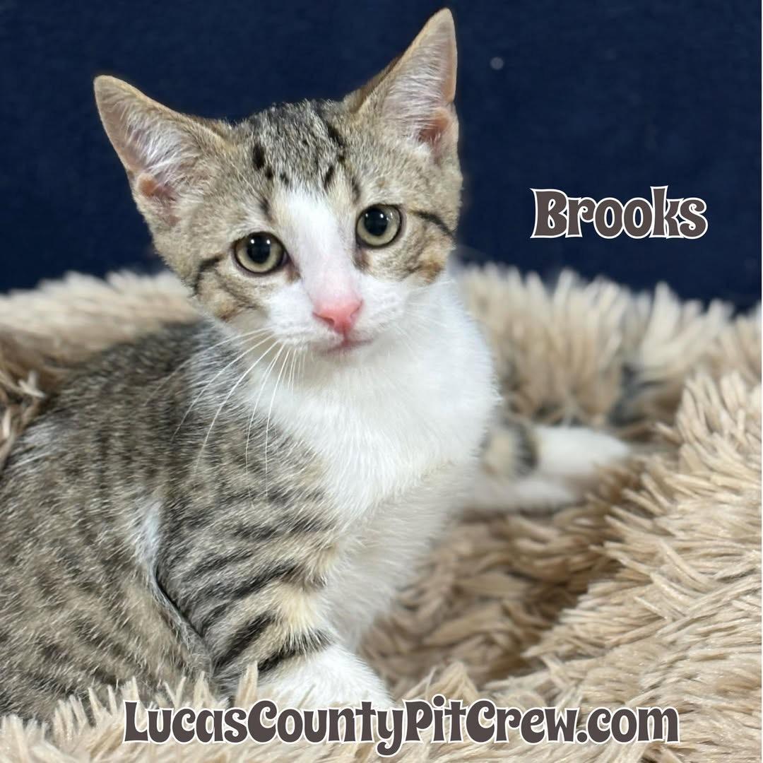 Brooks