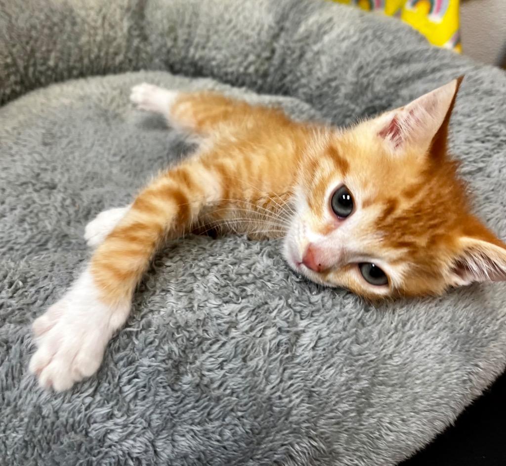 Thumper, Adoptable, Kitten Male Domestic Short Hair.