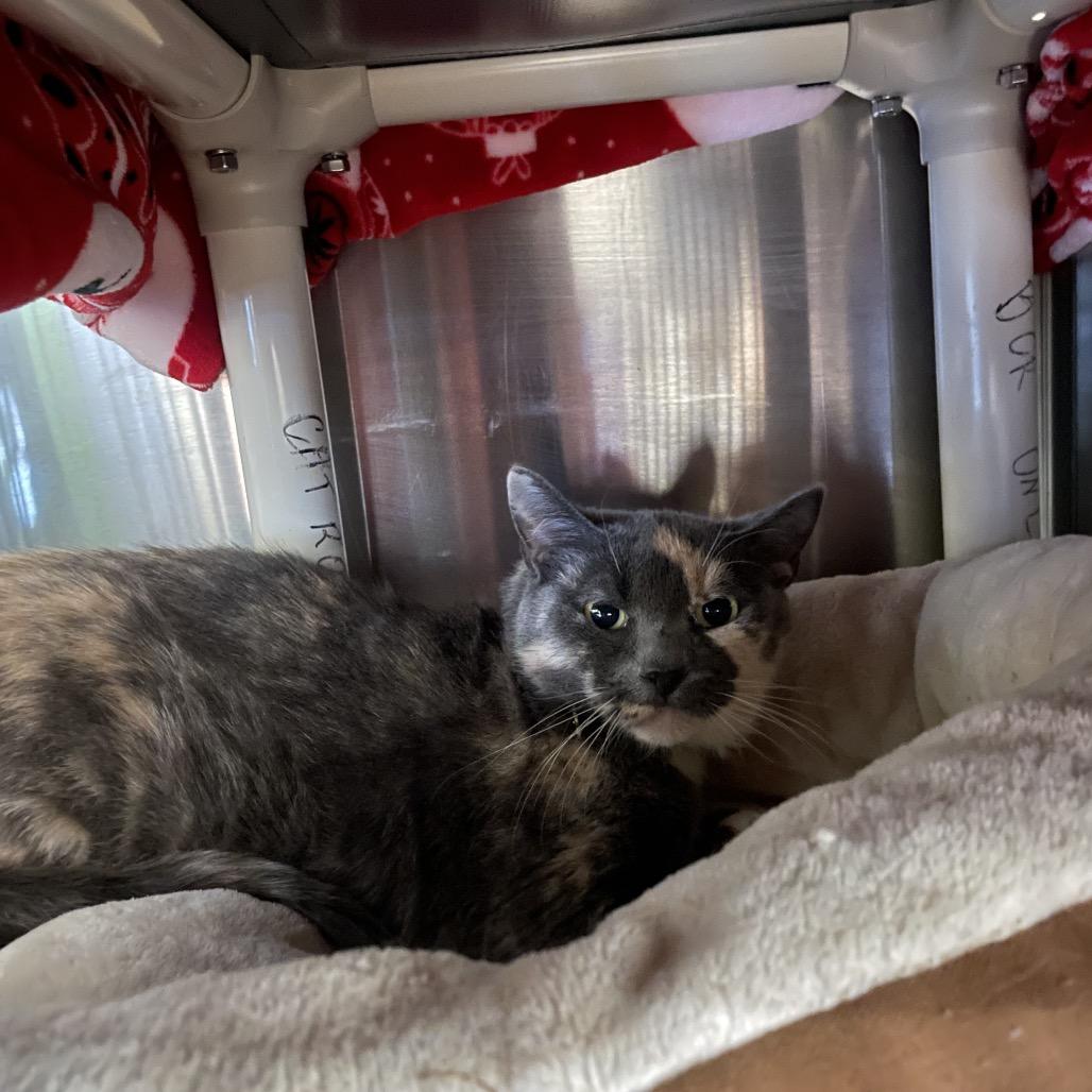 Stardust, Adoptable, Adult Female Domestic Short Hair.