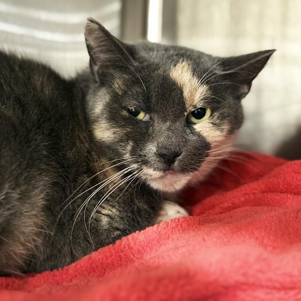 Enlarge Stardust, a Adoptable Domestic Short Hair in Spokane, WA image 2/2