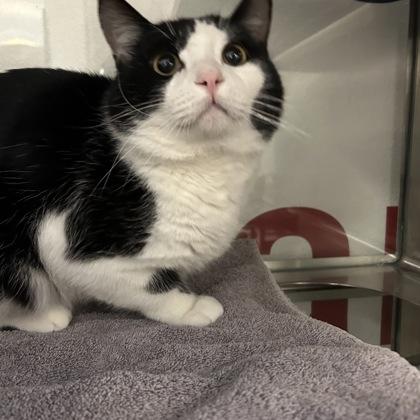 Enlarge Scar, a Adoptable mixed breed in Carrollton, TX image 1/3