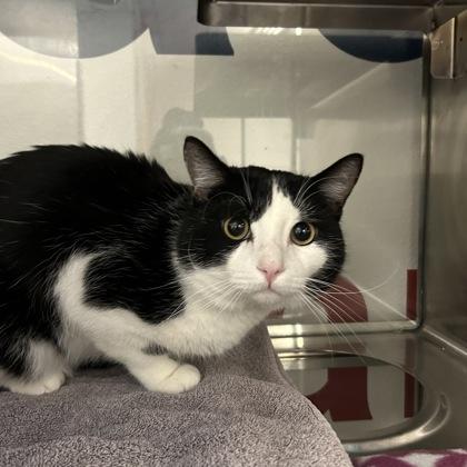 Enlarge Scar, a Adoptable mixed breed in Carrollton, TX image 2/3