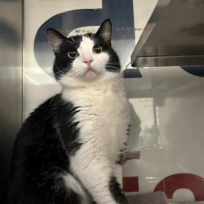 Scar — thumbnail 3