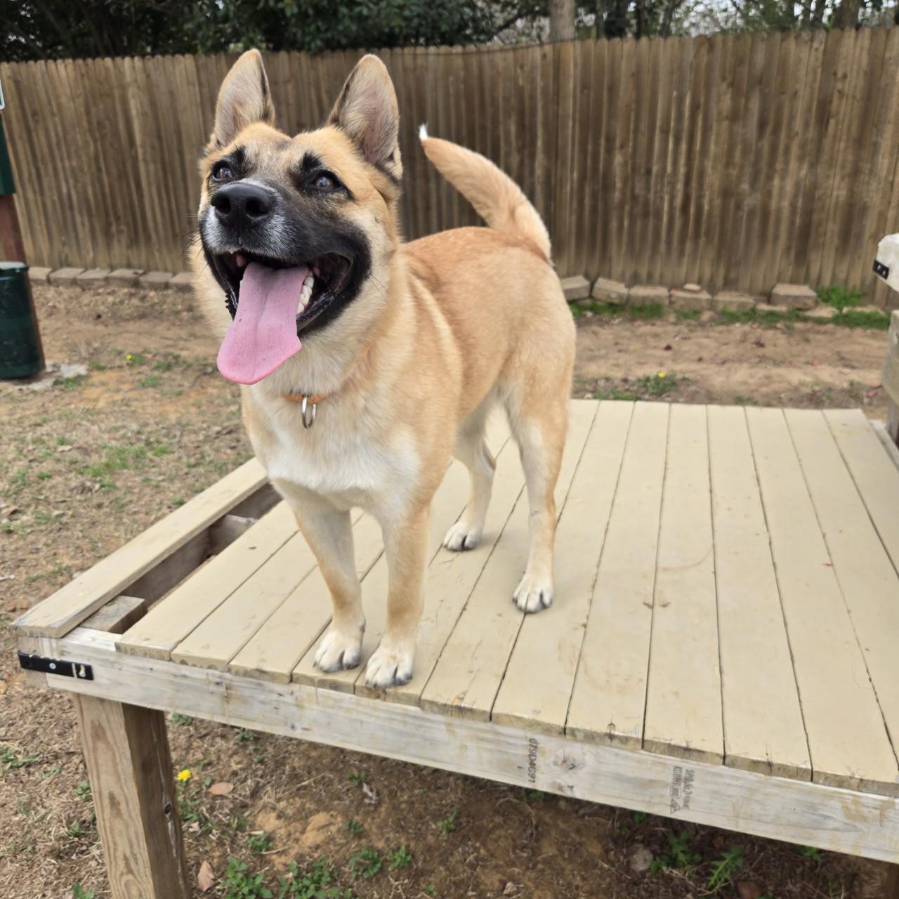 Nell, a Adoptable mixed breed in Mansfield, TX image 5/6
