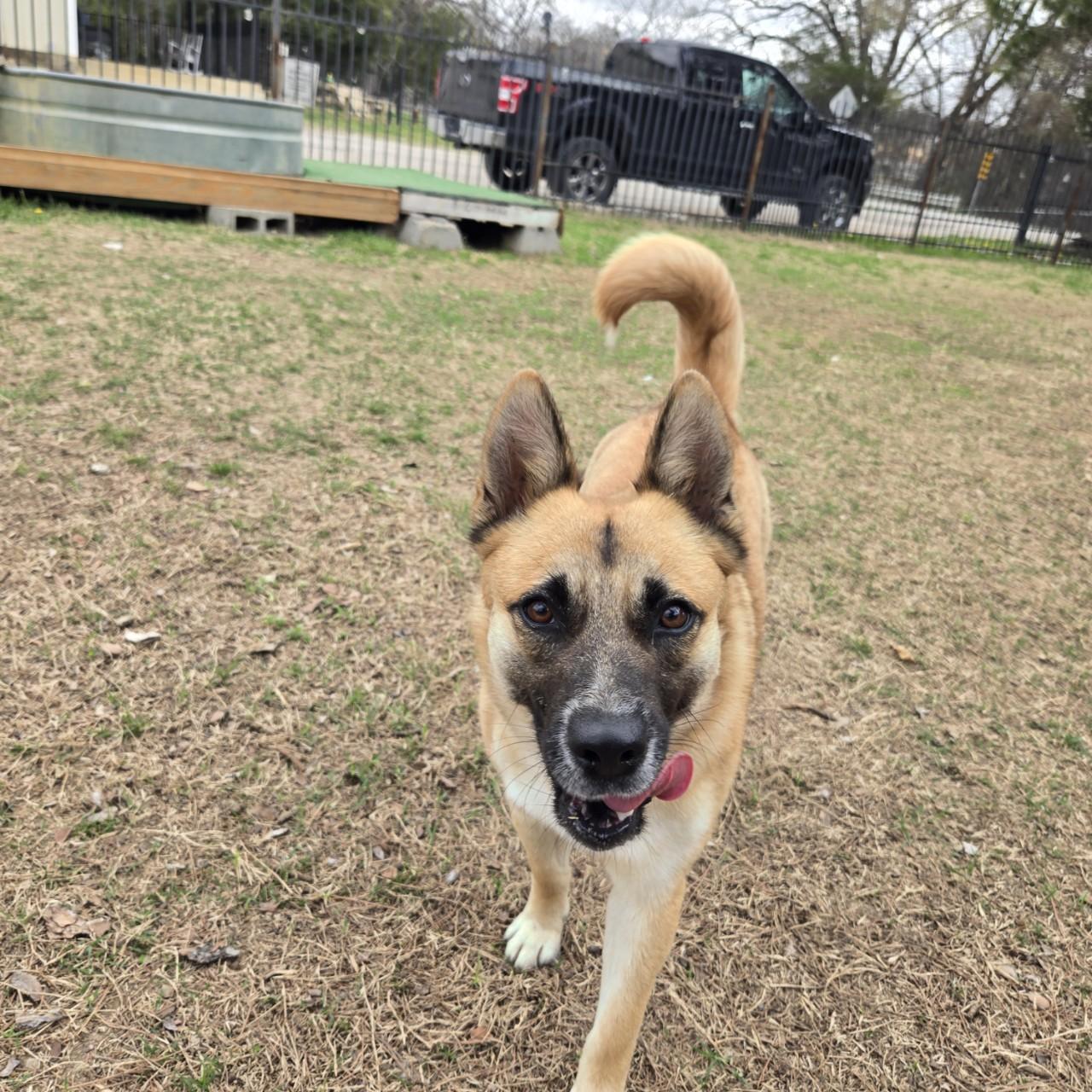 Nell, a Adoptable mixed breed in Mansfield, TX image 3/6