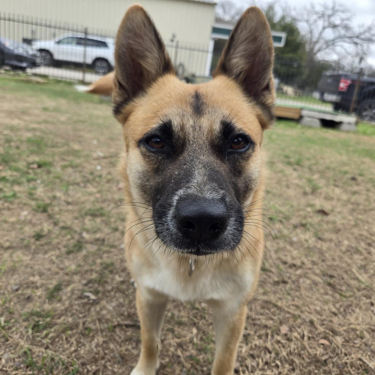 Nell, a Adoptable mixed breed in Mansfield, TX image 6/6