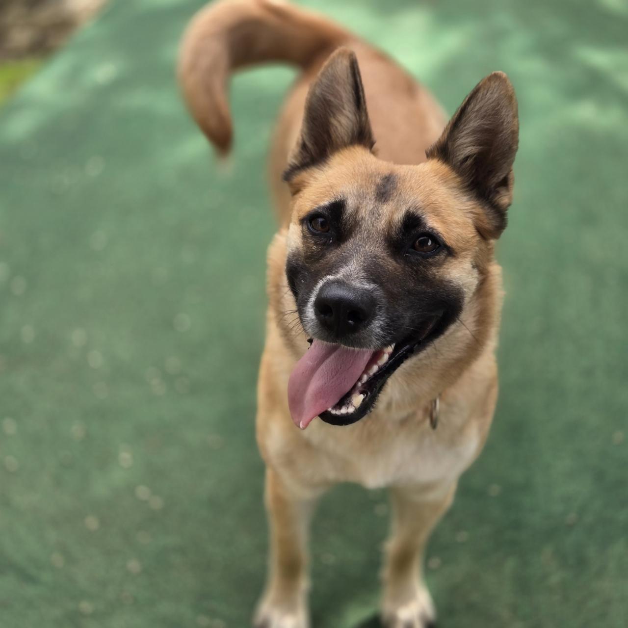 Nell, a Adoptable mixed breed in Mansfield, TX image 2/6