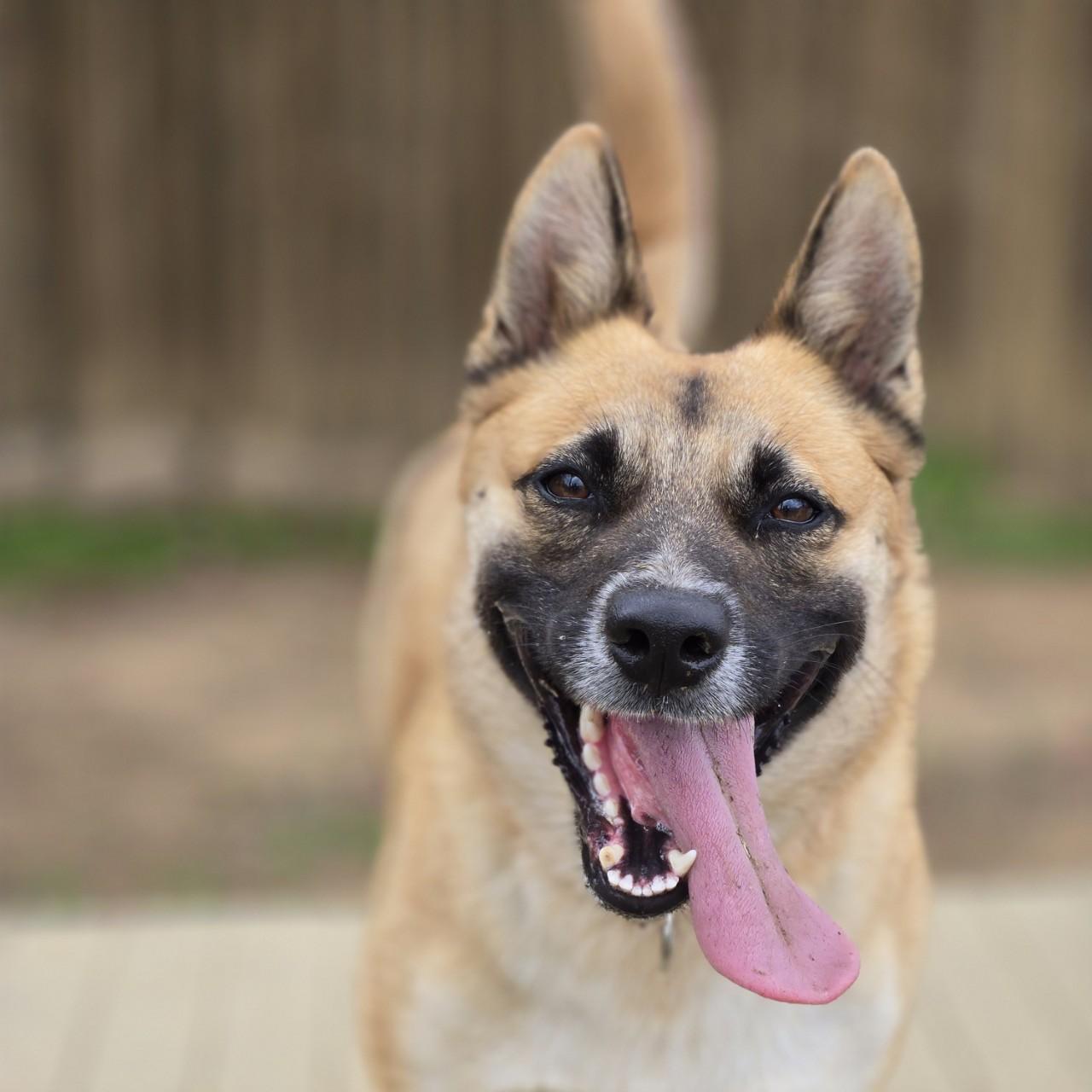 Nell, Adoptable, Adult Female German Shepherd Dog & Mixed Breed.