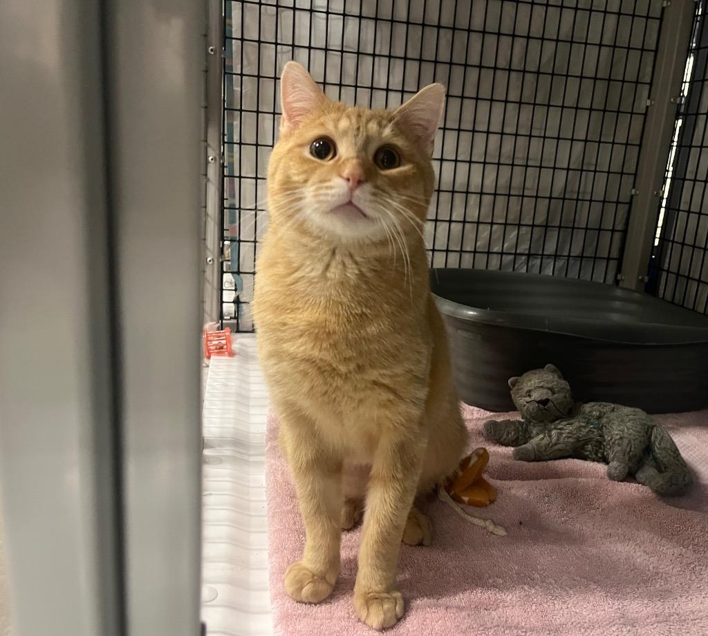 Quassant, Adoptable, Young Male Domestic Short Hair.