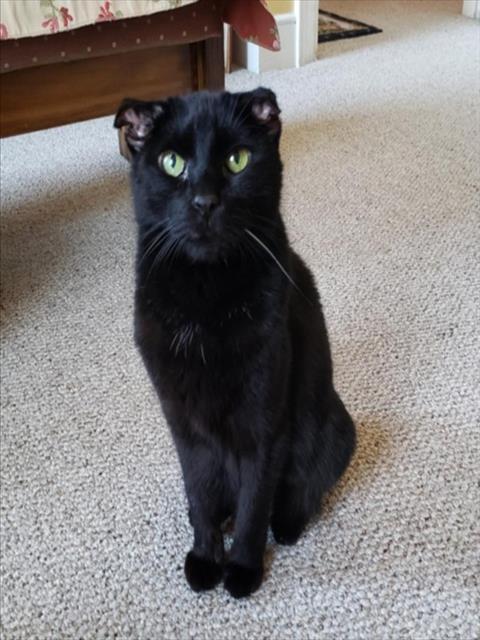 Enlarge KIKI, a Adoptable Domestic Short Hair in Hagerstown, MD image 1/1