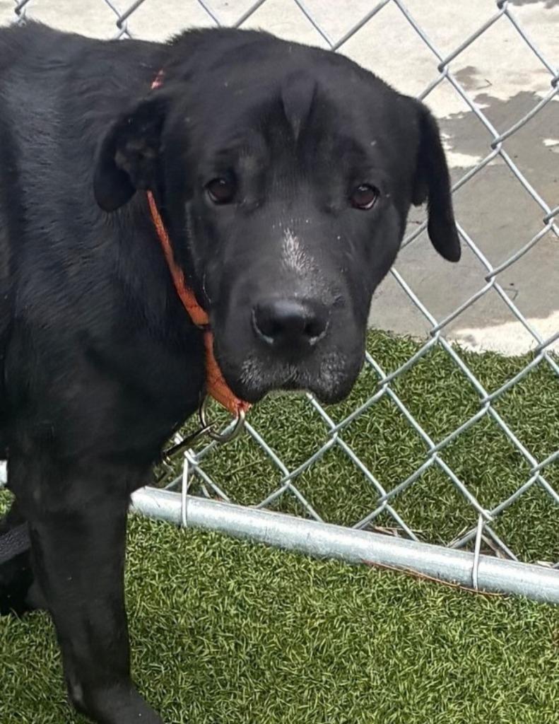 Enlarge Sherry, a Adoptable mixed breed in Hartsville, SC image 1/4