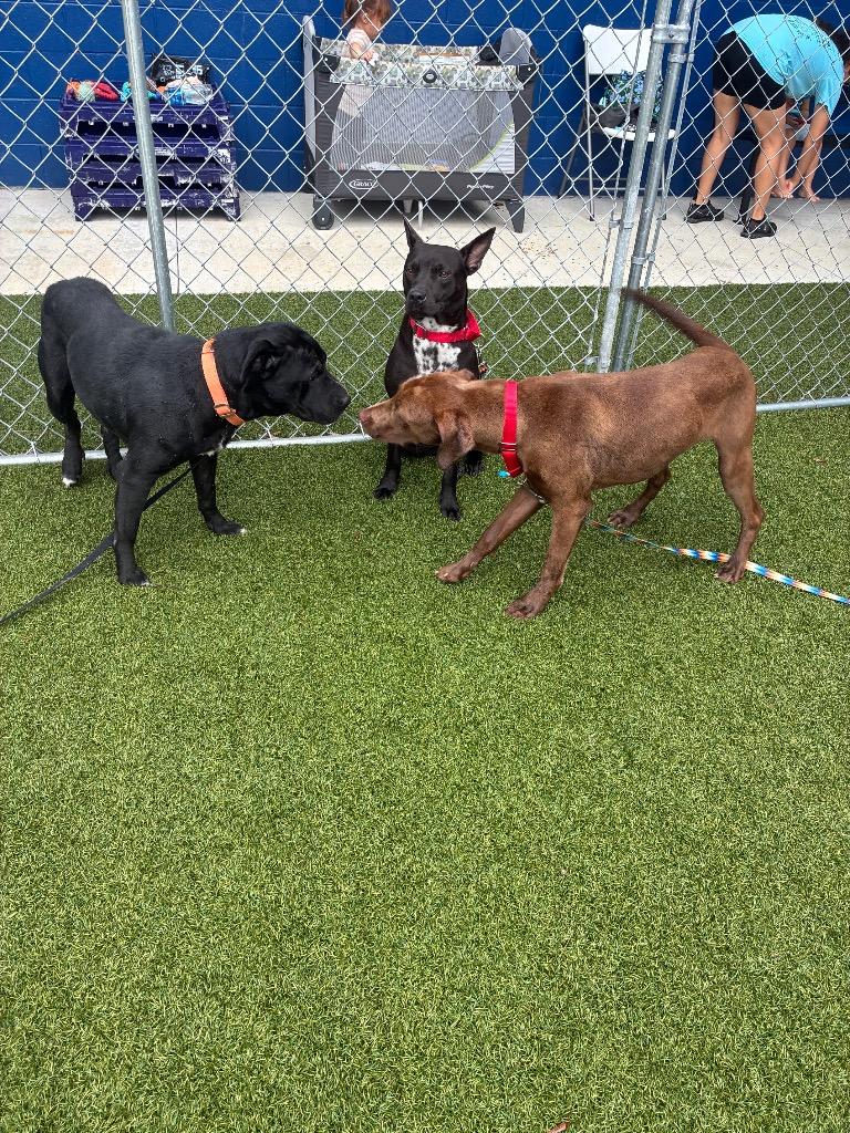 Enlarge Sherry, a Adoptable mixed breed in Hartsville, SC image 2/4