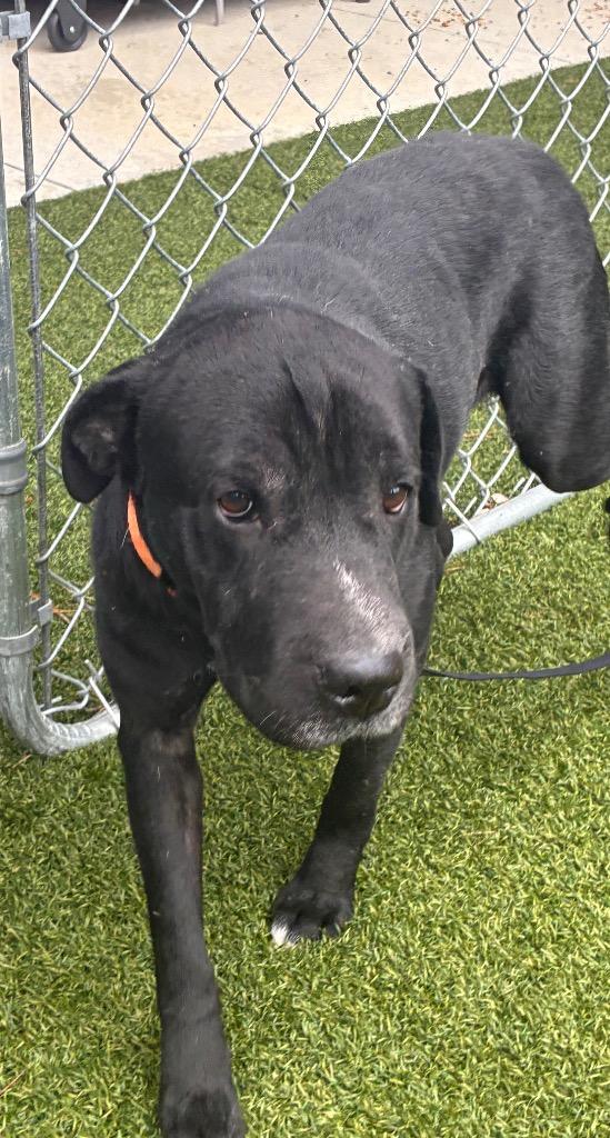 Enlarge Sherry, a Adoptable mixed breed in Hartsville, SC image 3/4