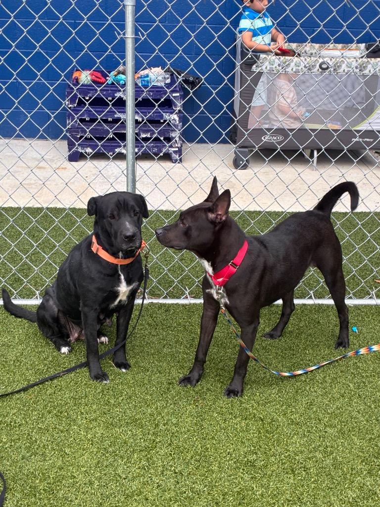 Enlarge Sherry, a Adoptable mixed breed in Hartsville, SC image 4/4
