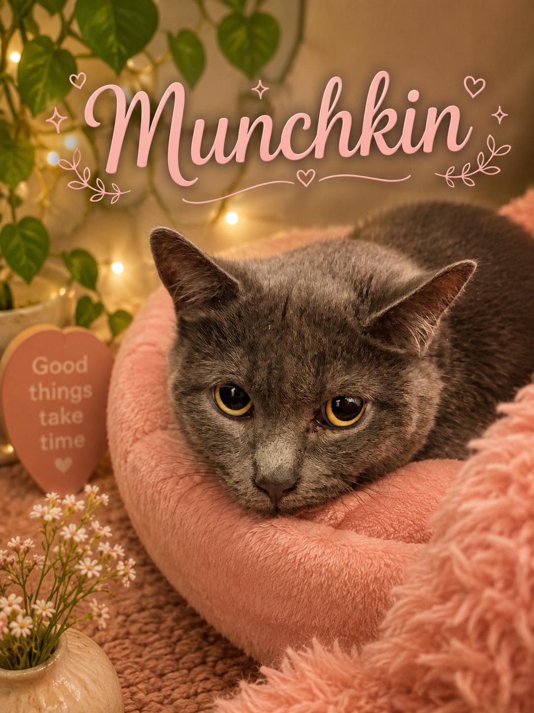 Munchkin , ADOPTABLE, Adult Female Domestic Short Hair.