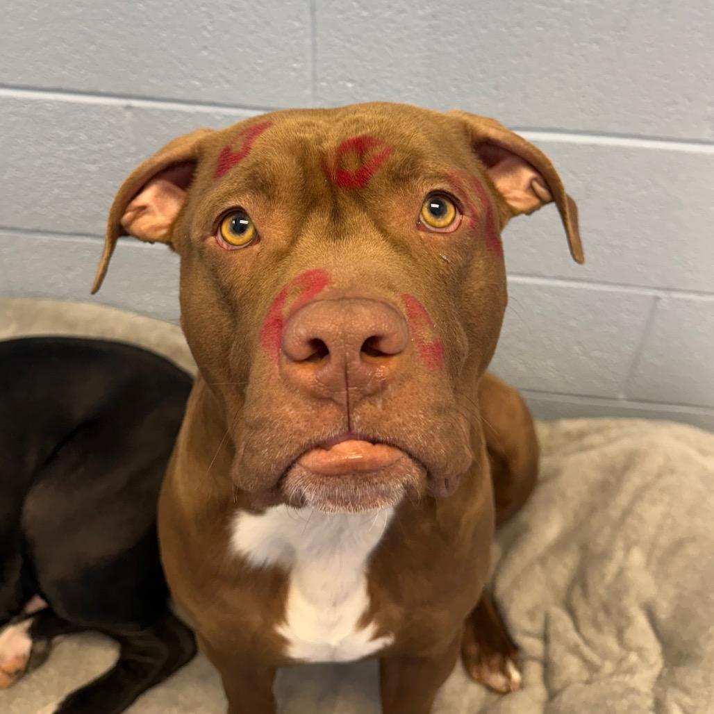 Ike, Adoptable, Adult Male Pit Bull Terrier.