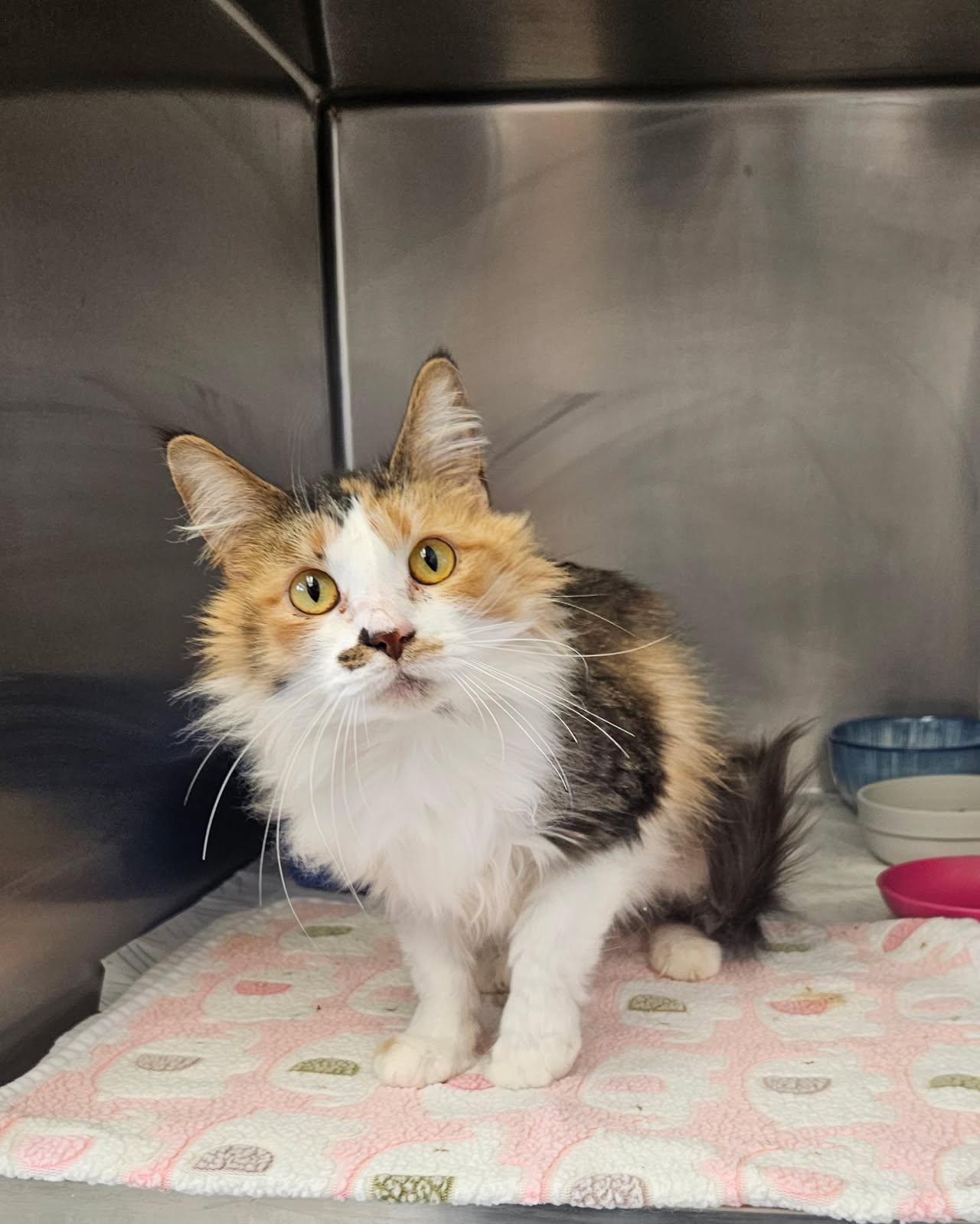 Enlarge Mickey, an adopted Domestic Long Hair in Mansfield, OH image 1/1